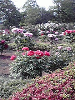 200804291550000.jpg