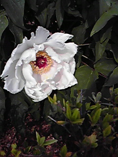 200804291554000.jpg