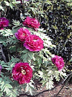 200804291547000.jpg