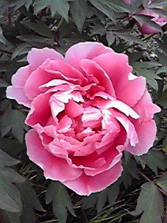 200804291616001.jpg