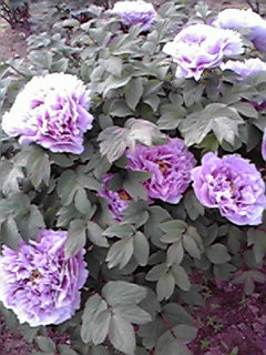 200804291612000.jpg