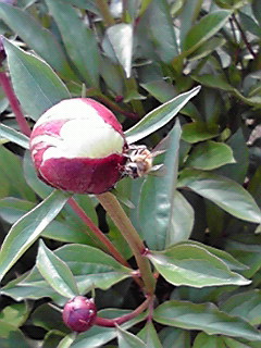 200804291552000.jpg