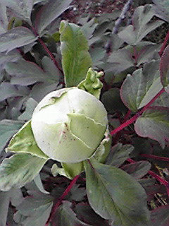 200804291616000.jpg
