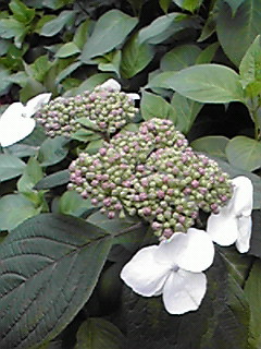 200806071312001.jpg