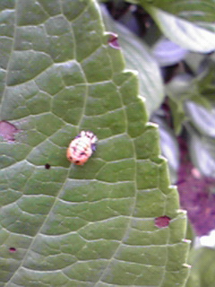 200806071313001.jpg